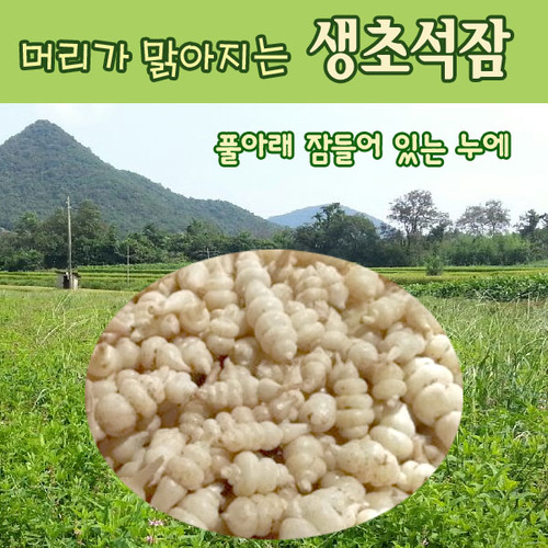 2016 골뱅이형 생초석잠 1kg